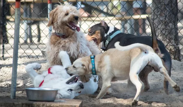 Pet Supplies Plus to Conduct the ‘Dog Days of Summer’ Adoption Event