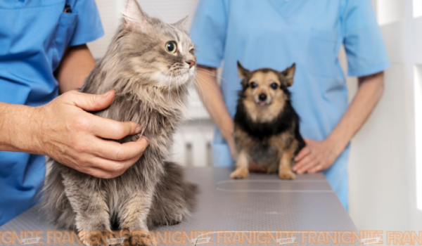 PetWellClinic: Pioneering a New Dawn in Pet care Franchising