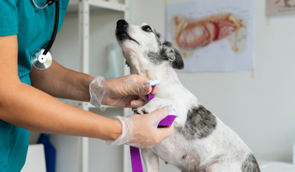 The Franchise Revolution with PetWellClinic and its Tail-Wagging Success Story