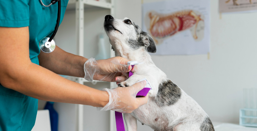 The Franchise Revolution with PetWellClinic and its Tail-Wagging Success Story