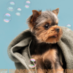 Dogtopia Unveils Exclusive Dog Spa Product Line to Elevate Canine Wellness