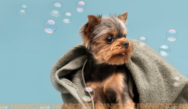 Dogtopia Unveils Exclusive Dog Spa Product Line to Elevate Canine Wellness